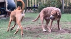 Theo and Eli Playing